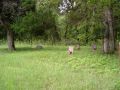 Cem Clark-Mahan Cemetery - Osage MO.jpg